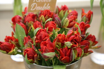 tulips in a bucket