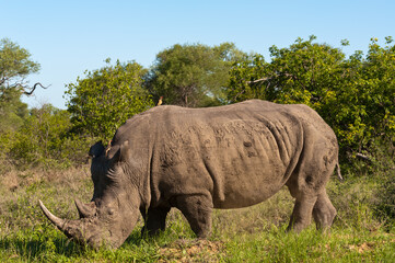Obraz premium white Rhino