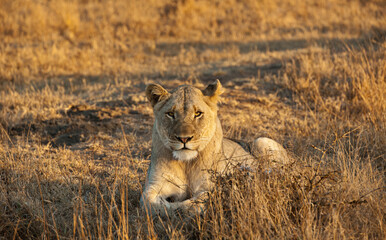 Lioness lying down in the early morning sun