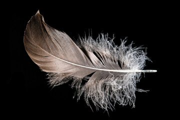 Macro shot of a brown bird feather