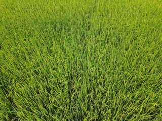 Beautiful green rice at countryside during sunset time,Thailand,Top view