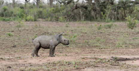 Fototapeta premium White Rhino baby/calf going to the toilet