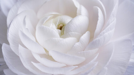 Macro photo of a white Ranunculus flower bud close-up on a gray background.Texture of soft...
