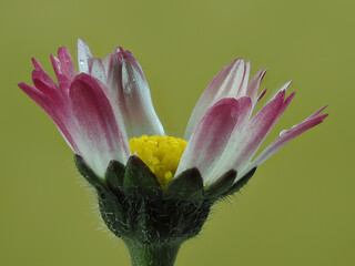 Gänseblümchen (Bellis perennis) © Lothar Lenz