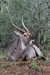 Profile of a Waterbuck male resting