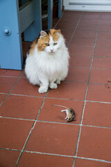 Katze sizt vor ihrer Beute, eine tote Maus.
