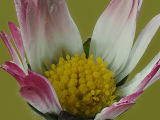 Gänseblümchen (Bellis perennis) © Lothar Lenz