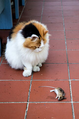 Katze mit ihrer Beute, eine tote Maus, auf roten Fliesen.