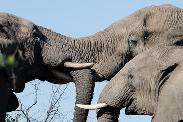 Elephants playing with interlocked trunks