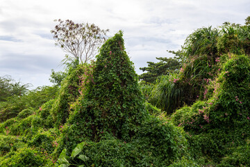 Green trees covered with bindweed, summer landscape photo. Tropical bush and green jungle forest under sunny sky. Wild forest on tropical island. Bindweed cover on trees. Knotweed out of control