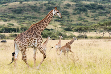 Giraffe walking in a grassland