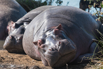 Hippo having an afternoon nap