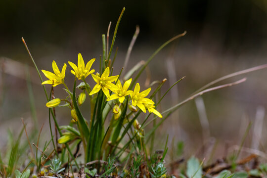Gagea bohemica. Small early yellow star plant with tiny yellow petal flowers. Camposagrado pine forest, León, Spain.