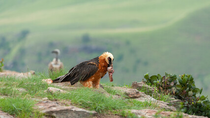 Bearded Vulture