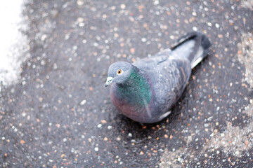 Lonely looking spring pigeon sits on asphalt