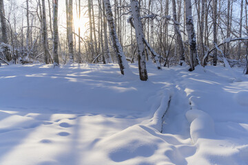 Morning in the winter forest. Soft white untouched snow covered the ground and the stream flowing along the birch grove. The sun's rays make their way through the branches of the trees. 