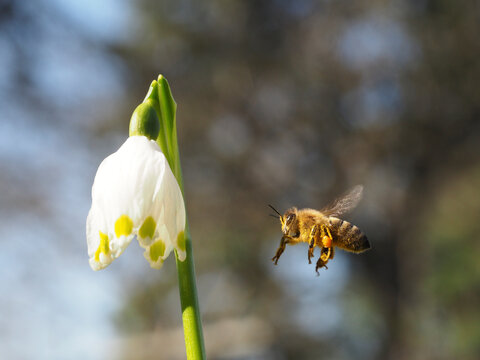 Honigbiene am Märzenbecher