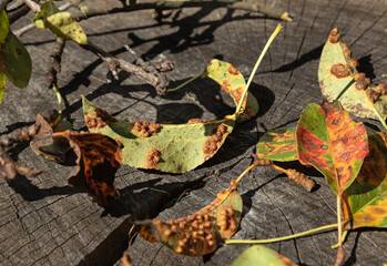 pear leaves affected by linear rust. Diseases of trees