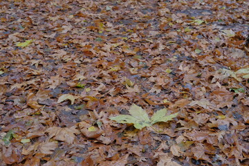 autumn rain and yellow fallen leaves. a park bench wet from the rain and covered with fallen leaves. autumn background