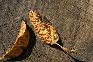 Fototapeta na wymiar pear leaves affected by linear rust. Diseases of trees