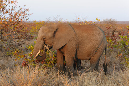 Male elephant eating grass in the late afternoon sun