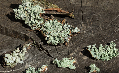pieces of lichen on a wooden background on a sunny day. Diseases of trees
