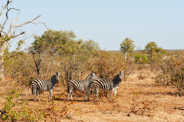 Fototapeta na wymiar Zebra walking through dry grassland