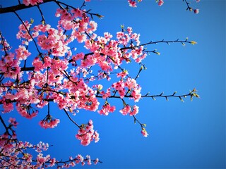 桜と空