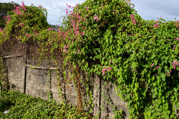 Bindweed on old concrete fence, tropical summer landscape. Tropical nature takes over human...