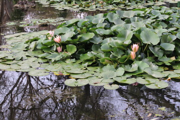 pink lotuses in the pond in Lodi Gardens, New Delhi, India