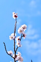 Apricot blossom. Branches of a blooming apricot against a blue sky.