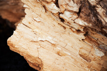 Rotten wood texture. Rotten tree close-up and its rotten fragments