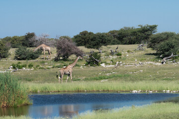 Giraffe walking past a waterhole