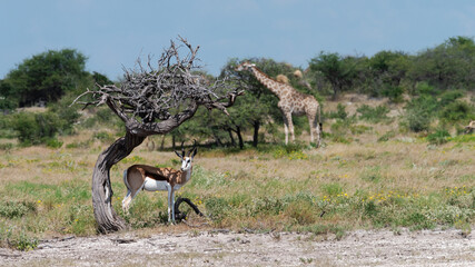 Springbok shading up under a tree