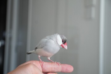 シルバー文鳥