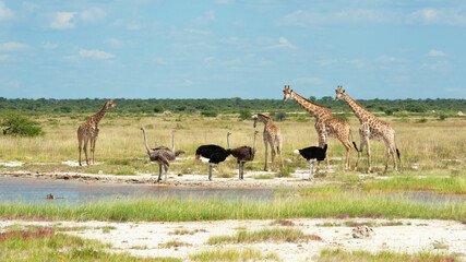 Giraffe and Ostrich interacting
