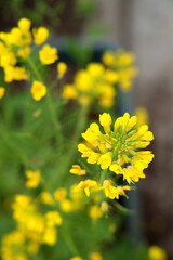 春の花黄色い菜の花
