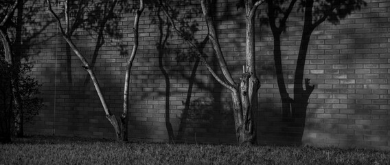 背景素材　煉瓦ブロックに映った枯れ木の影