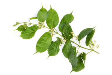 Gymnema inodorum green leaves and flowers isolated on white background.top view ,flat lay.