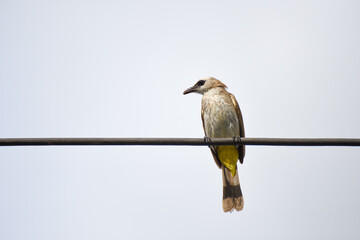 Yellow vented Bulbul bird on electric cable