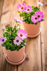 Spring flowers and plants in flowerpots with gardening tools and watering can on wooden background