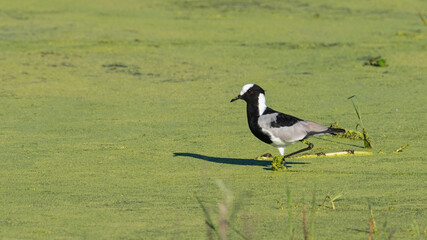 Blacksmith Lapwing standing in green alga water