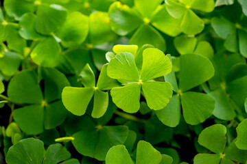 Marsilea crenata or Water clover green leaves on nature background.