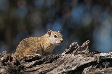 Squirrel on a dried tree stump