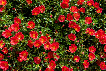 Portulaca oleracea flowers and trees on nature background.