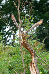 A Eurasian Eagle Owl or Eagle Owl Flying above a tree stump in the forest. With spread wings and claws out, just above the stump. Seen from the front