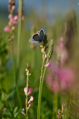 Common blue butterfly in the wild closed wings
