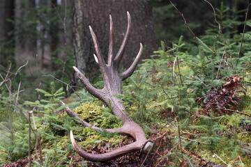 Deer antlers (Cervus elaphus) on the ground . Animals remain in spring