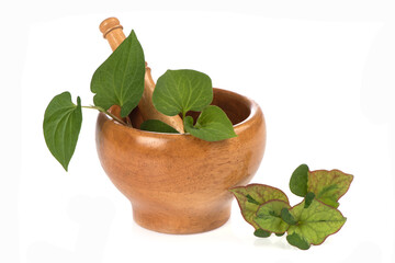 Houttuynia cordata or Plu Kaow branch green leaves isolated on white background.