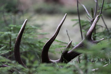 Deer antlers (Cervus elaphus) on the ground . Animals remain in spring